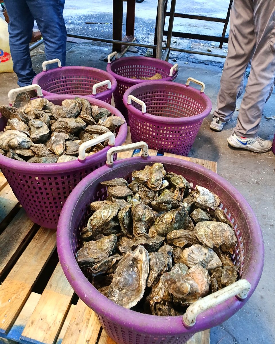 Harvest baskets filled with oysters awaiting dockside check-in.