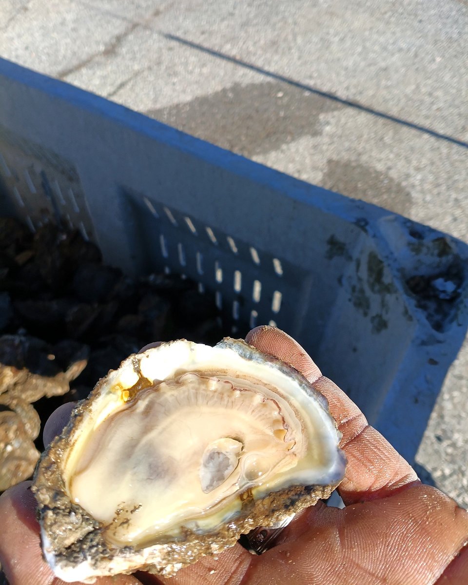 A freshly opened Eastern oyster held for inspection.