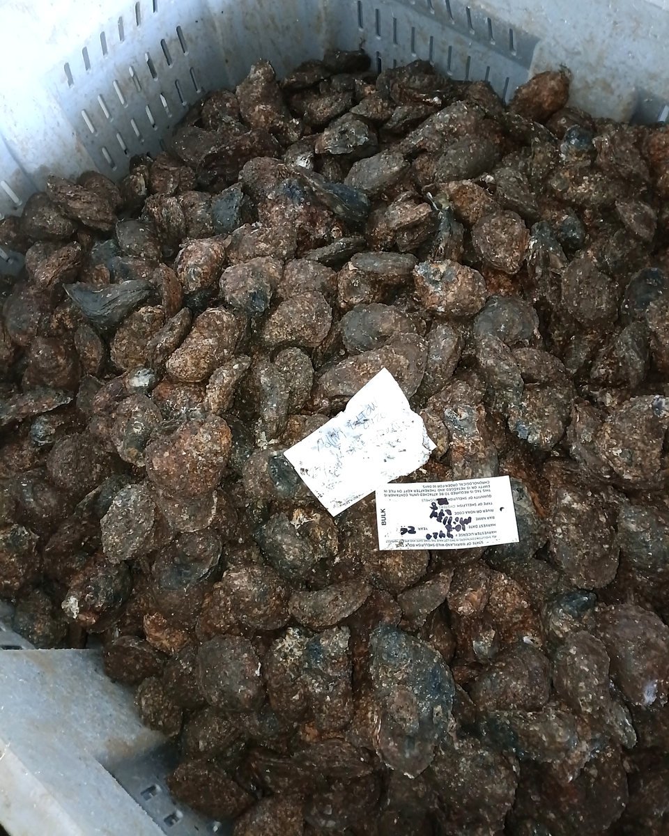 Shellstock oysters in a receiving bin with accompanying identification tags.