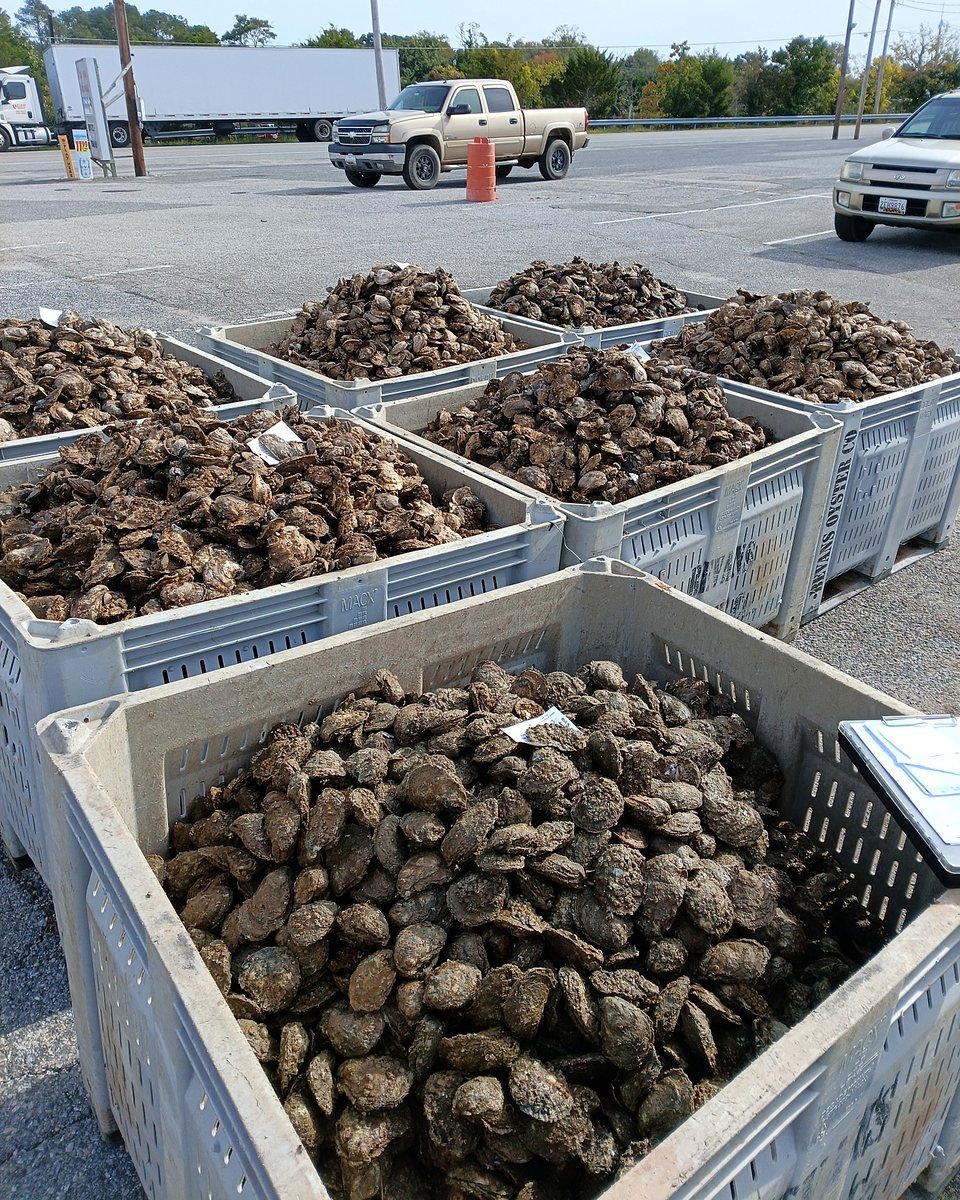 Daily oyster harvest in receiving bins with identification tags tracing each lot to the harvest bar.