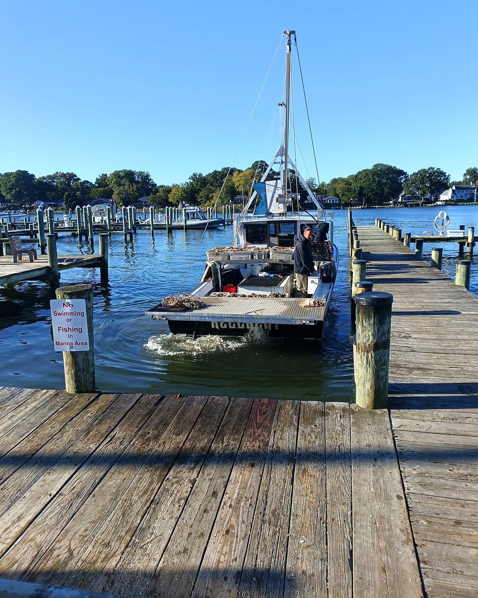 Working watermen backing an oyster workboat into the dock to check in their harvest.